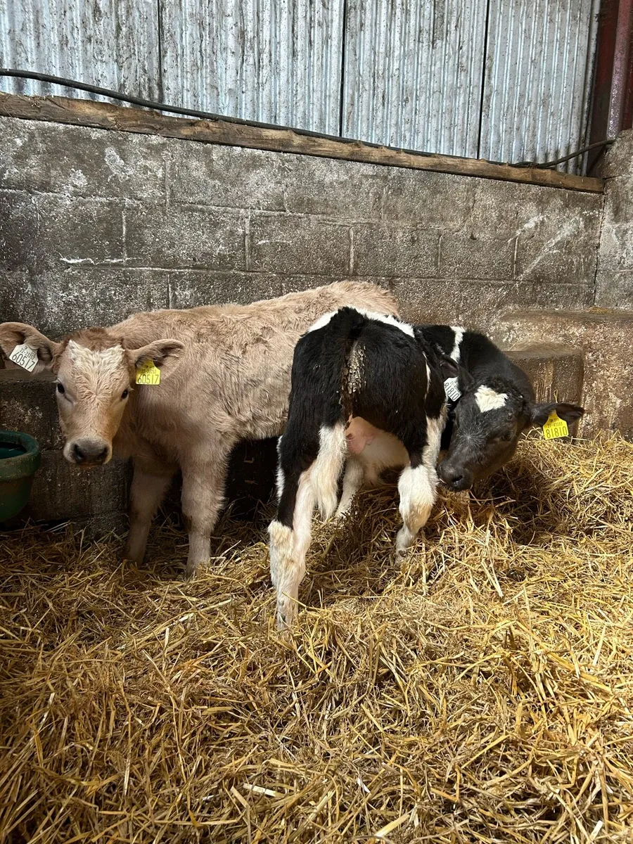 Continental bull calves - Image 3