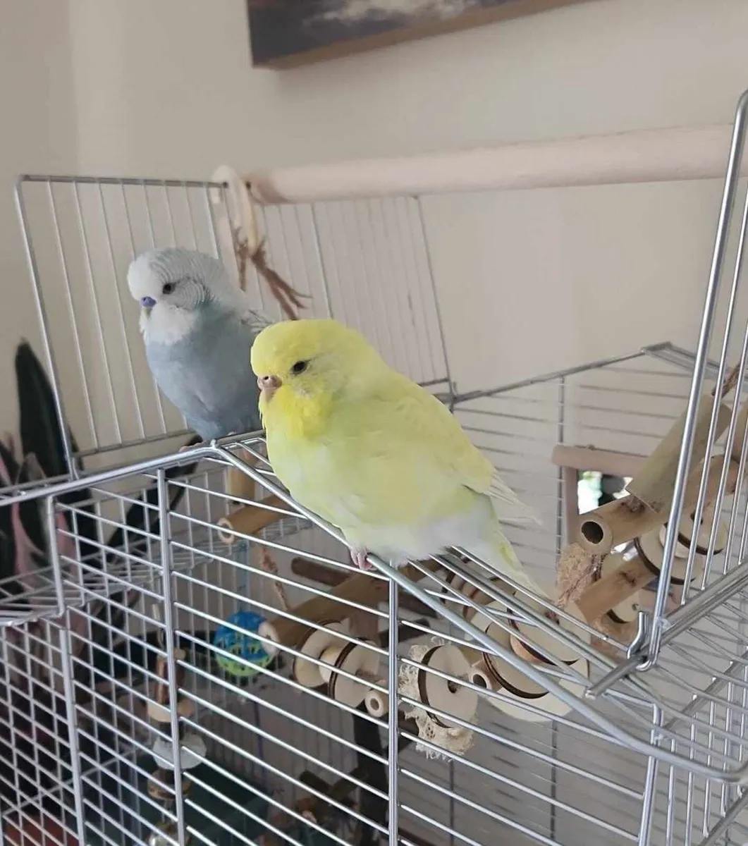 Pair of Budgies (Male & Female) + Full Setup - Image 1
