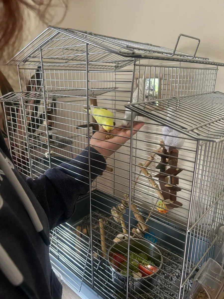 Pair of Budgies (Male & Female) + Full Setup - Image 2