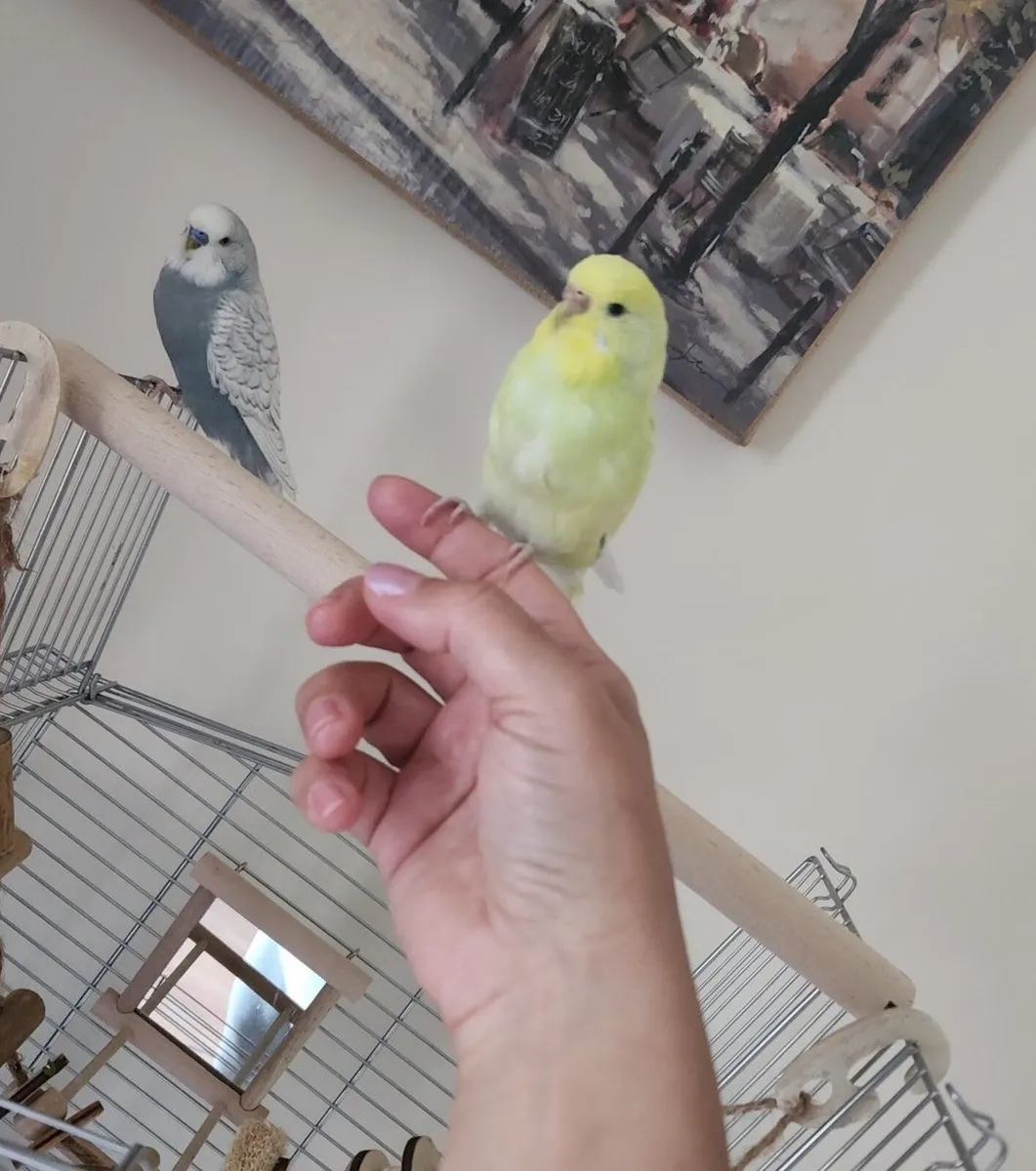 Pair of Budgies (Male & Female) + Full Setup - Image 3
