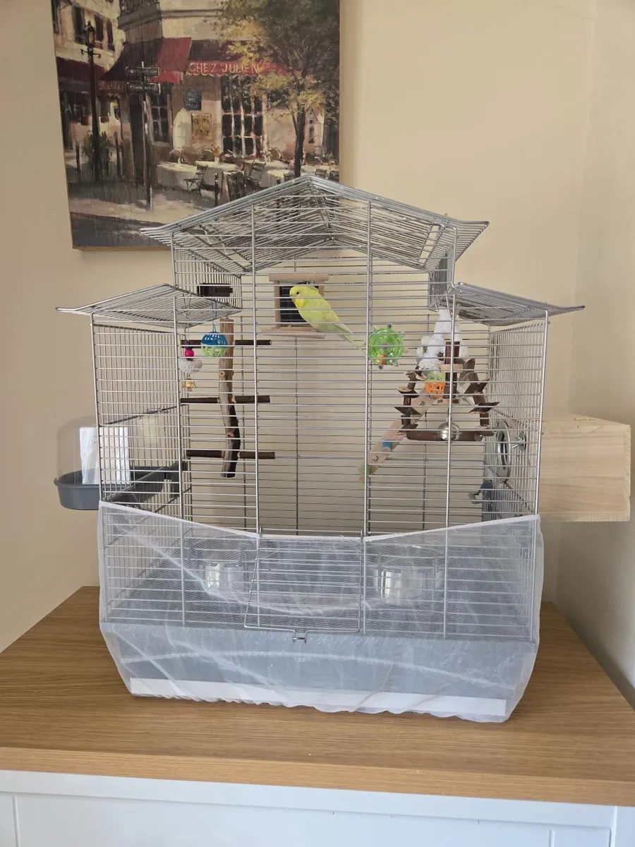 Pair of Budgies (Male & Female) + Full Setup - Image 4