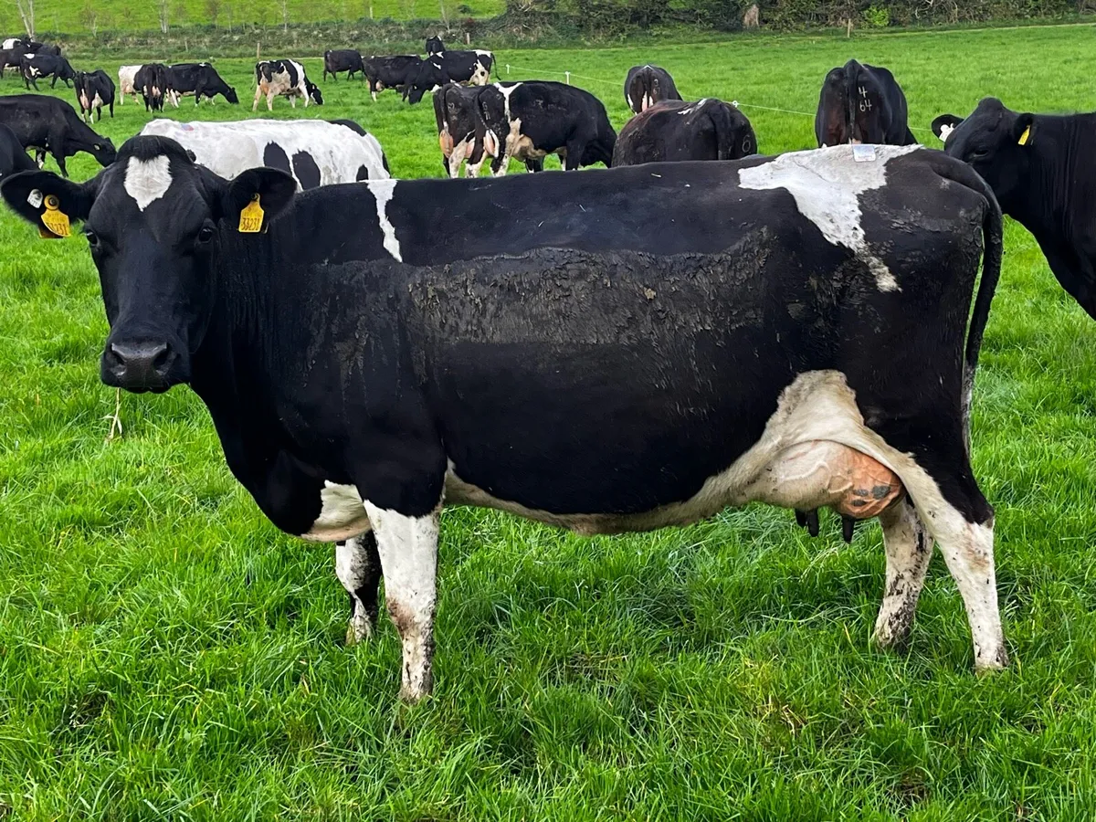 Milking cows - Image 1