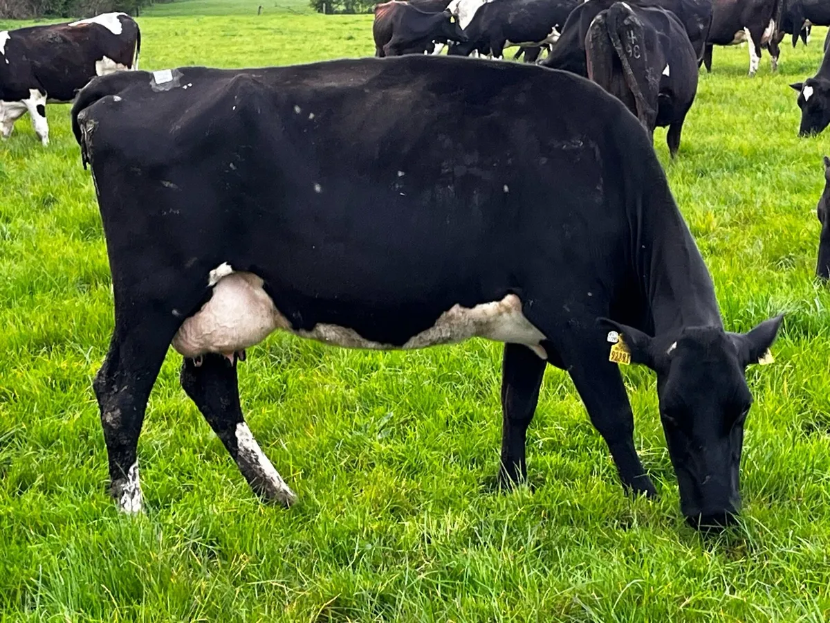 Milking cows - Image 2