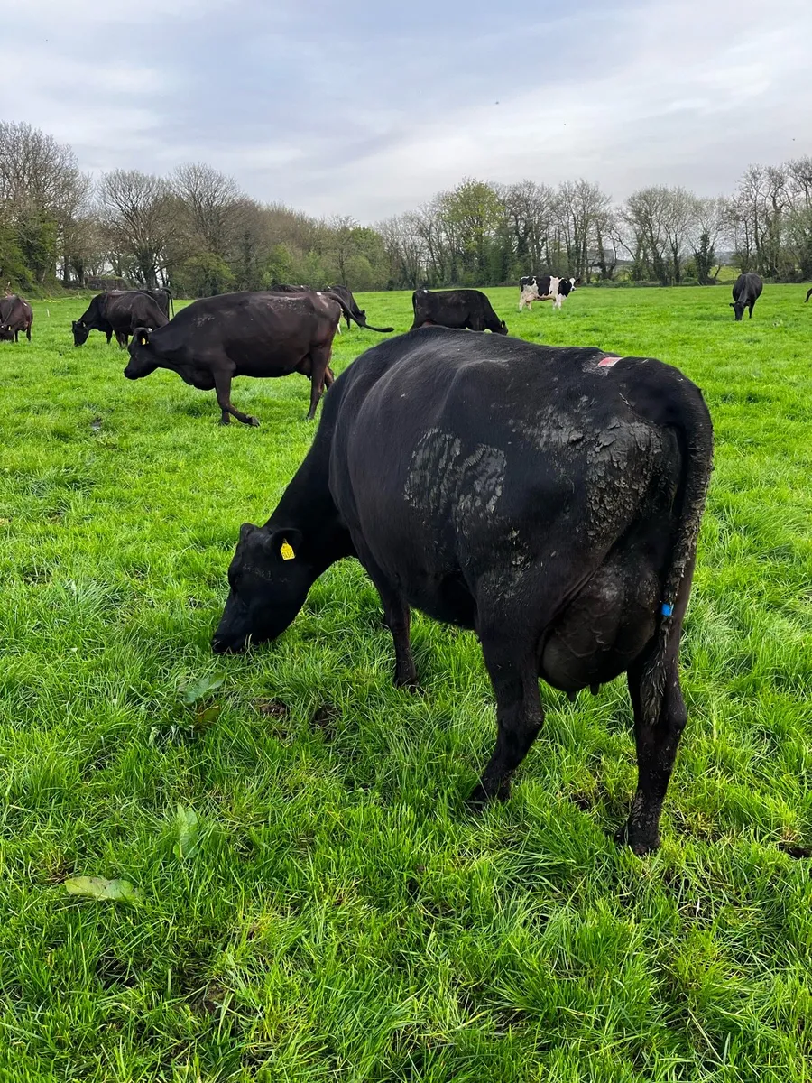Milking cows - Image 3