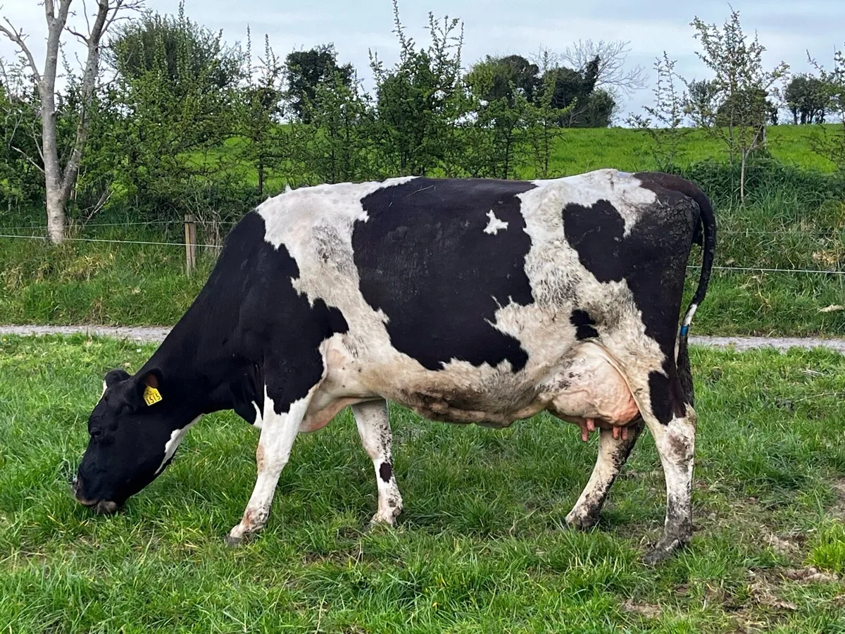 Milking cows - Image 4