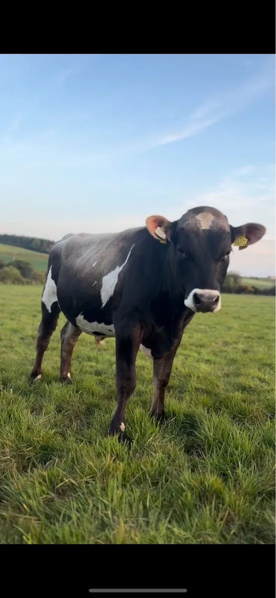 Crossbred Bull - Image 1