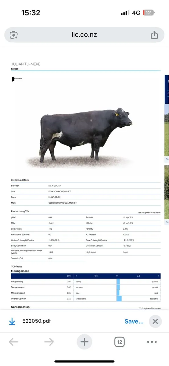Crossbred Bull - Image 3