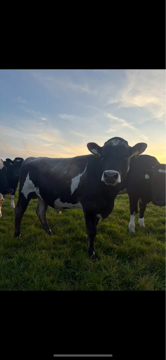 Crossbred Bull - Image 2