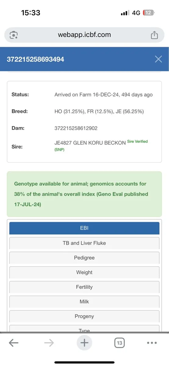 Crossbred Bull - Image 4