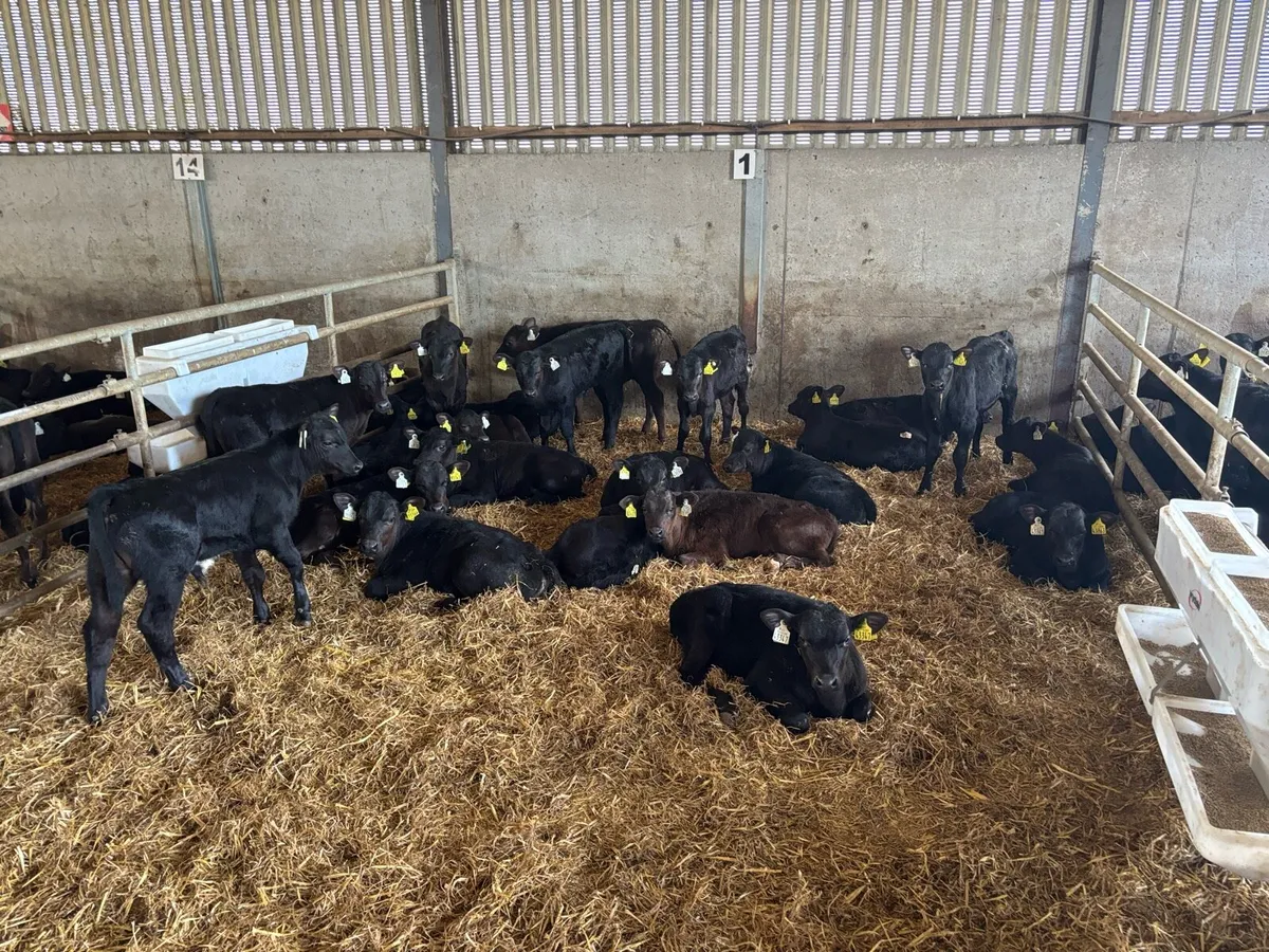 50 weaned Angus bulls - Image 1