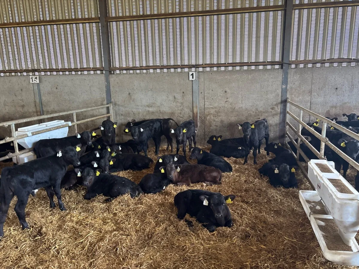 50 weaned Angus bulls - Image 3