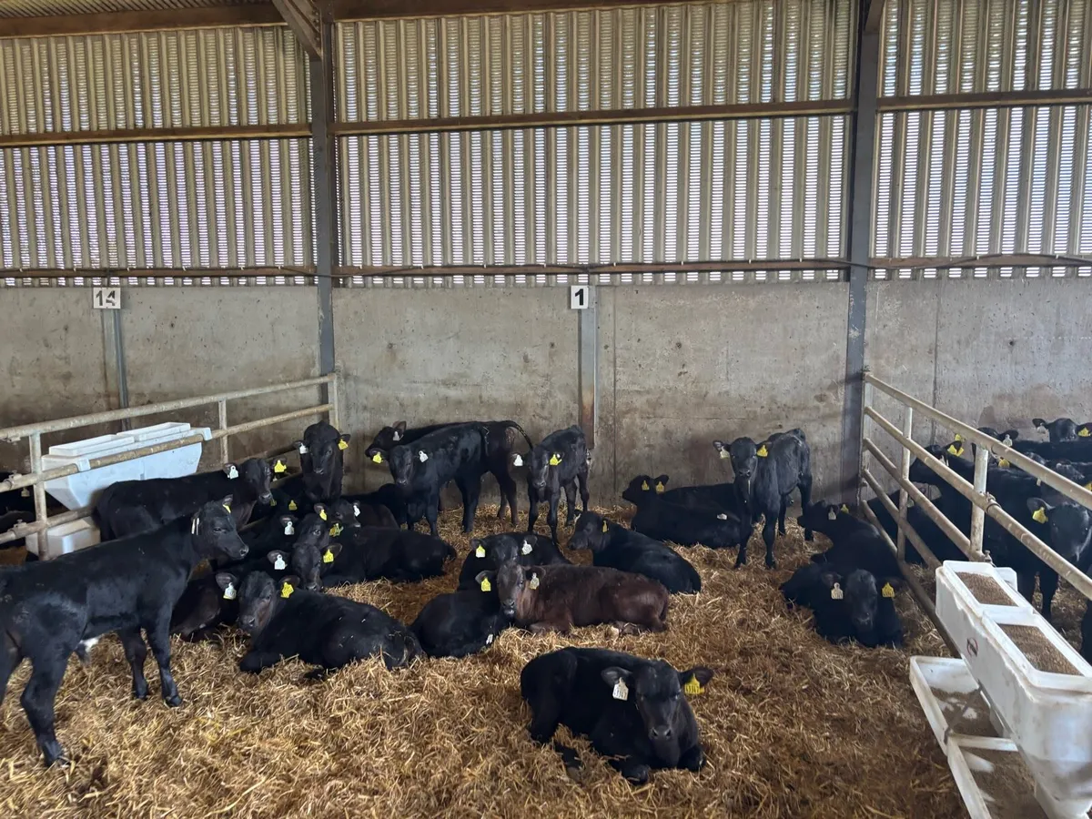 50 weaned Angus bulls - Image 2