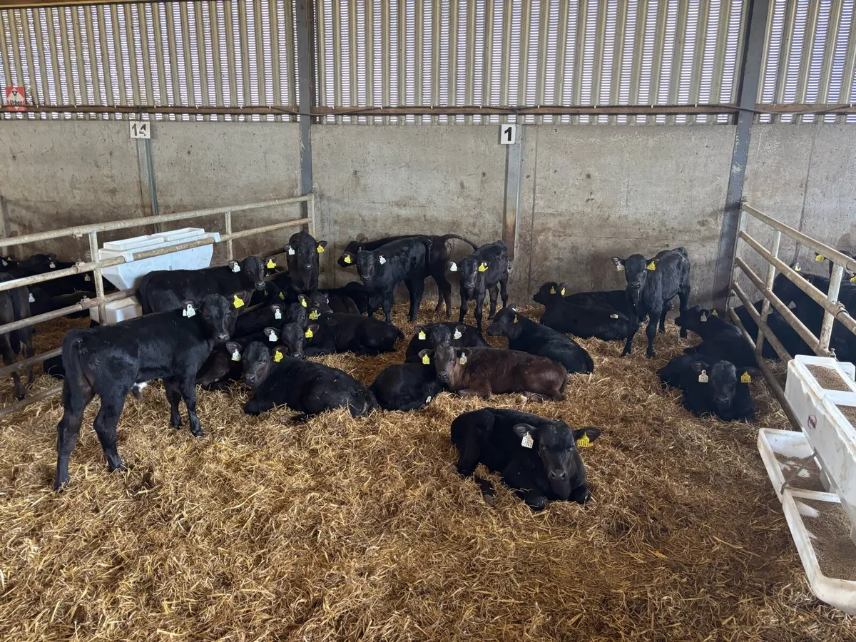 50 weaned Angus bulls - Image 4