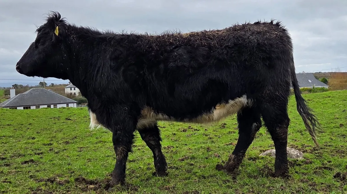 3  Angus Heifers for sale. - Image 2