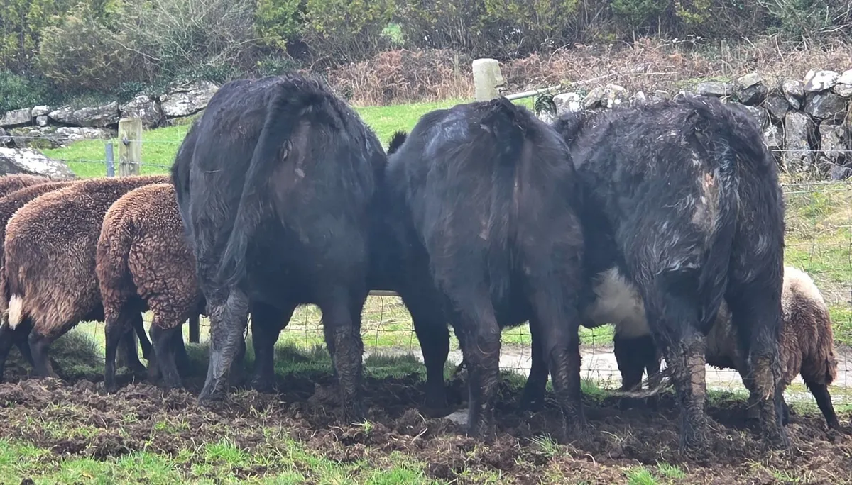 3  Angus Heifers for sale. - Image 3