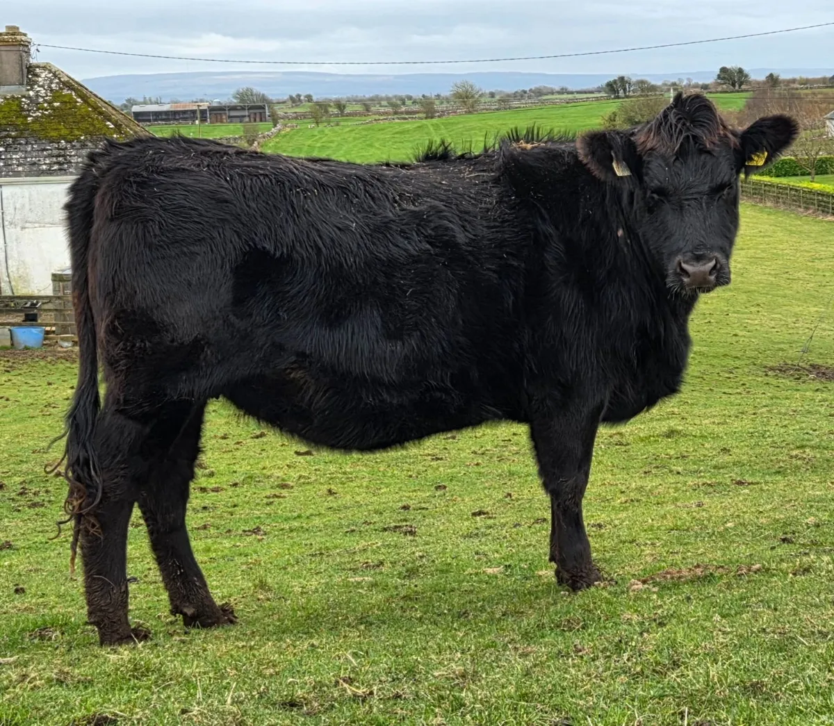 3  Angus Heifers for sale. - Image 4