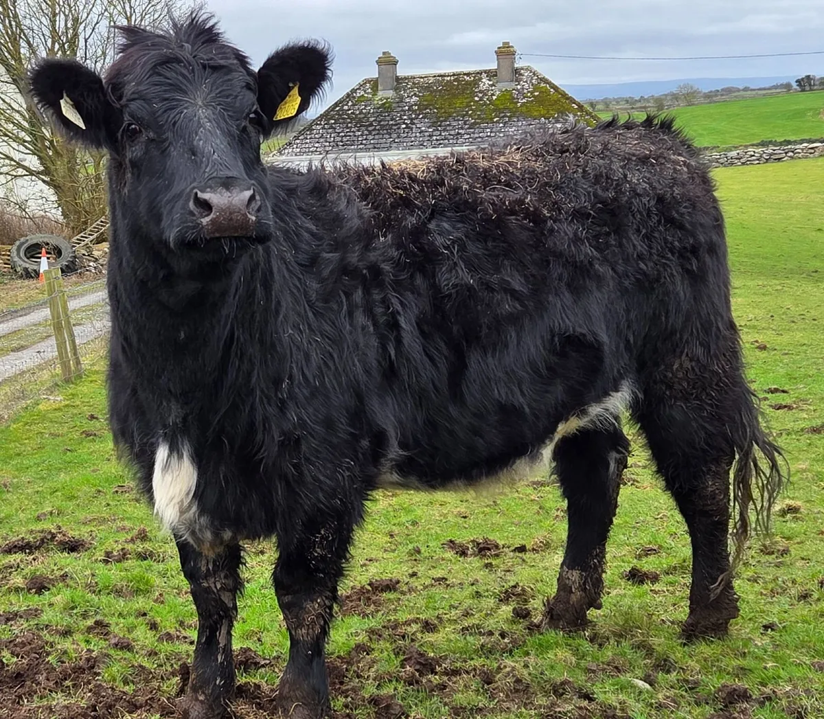 3  Angus Heifers for sale. - Image 1