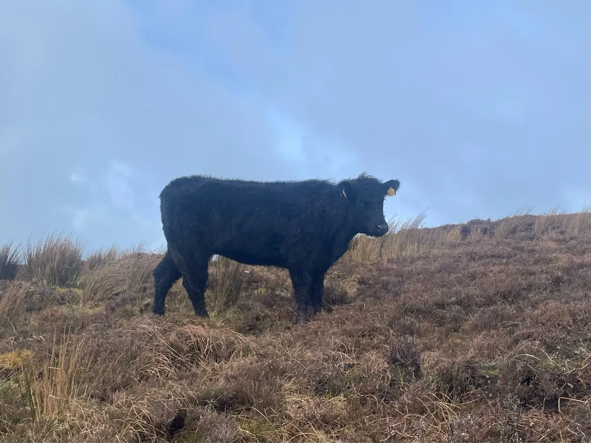 Organic Galloway heifers - Image 1