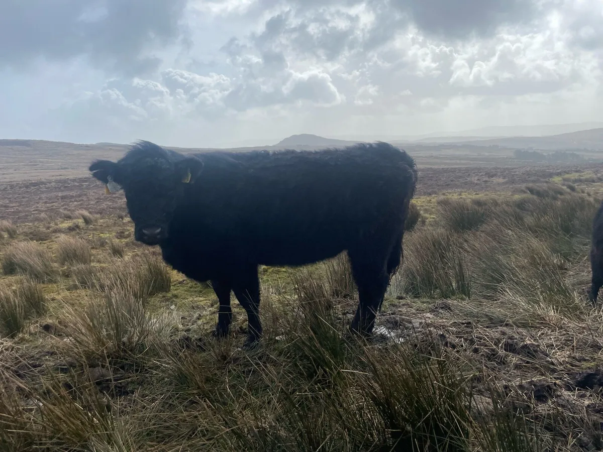 Organic Galloway heifers - Image 2
