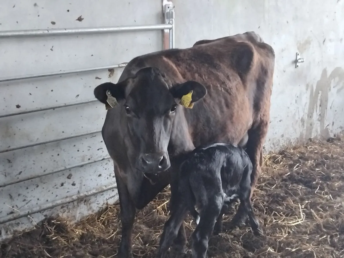 Angus heifer with bull calf + cows inmilk - Image 1
