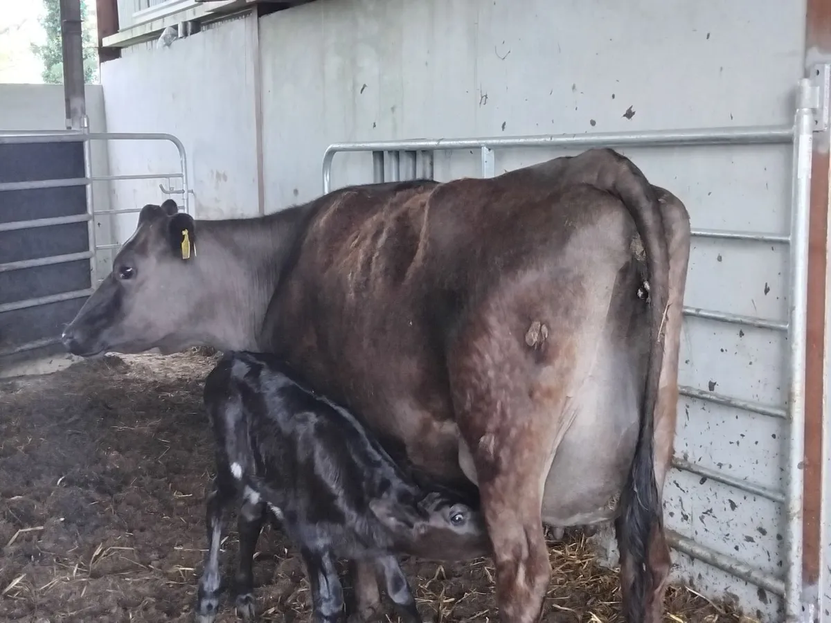 Angus heifer with bull calf + cows inmilk - Image 2
