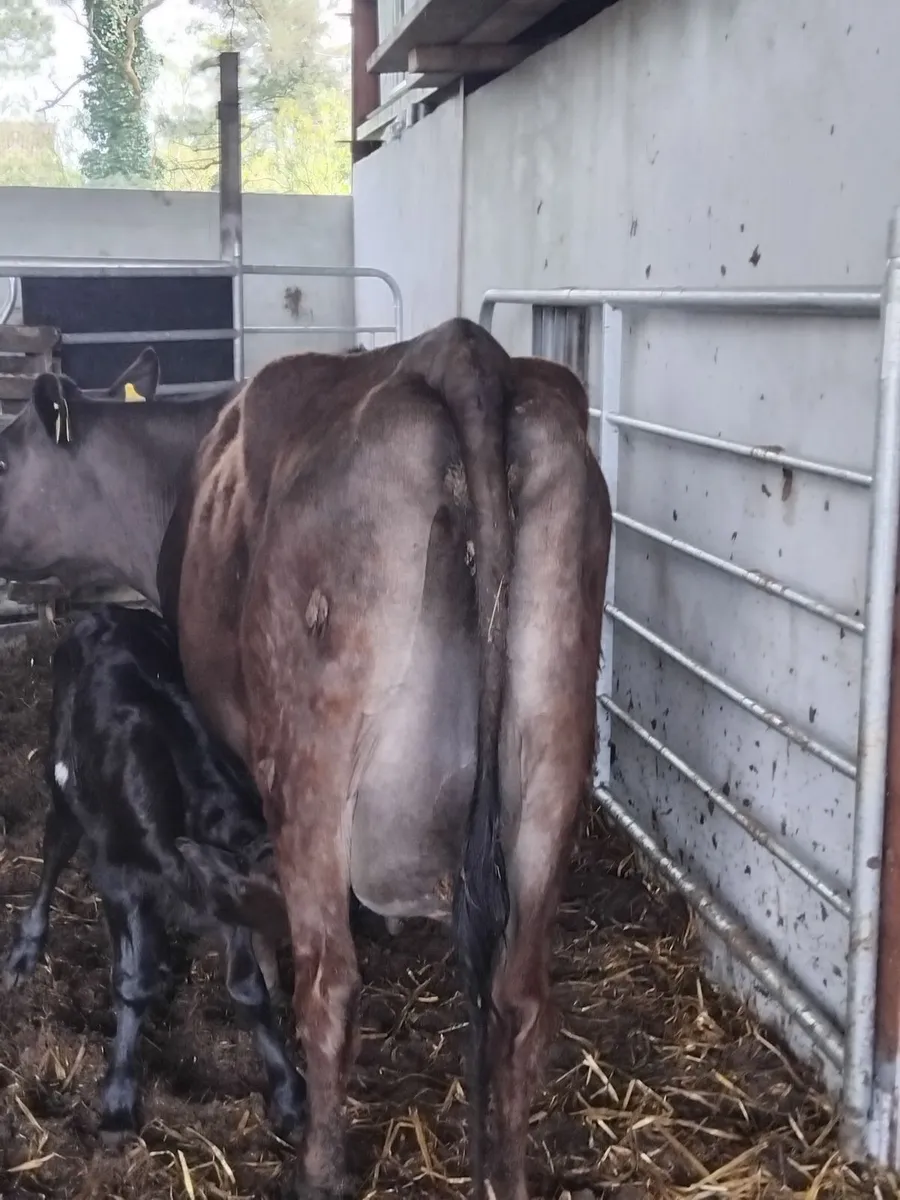 Angus heifer with bull calf + cows inmilk - Image 3