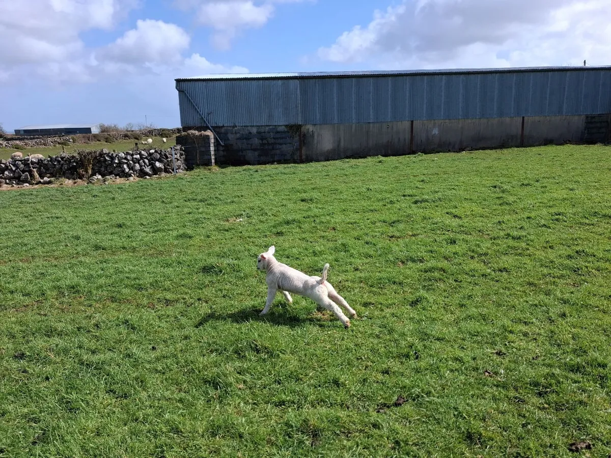 Sheep with lambs - Image 1