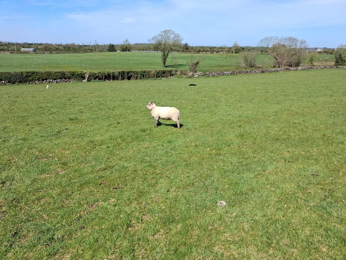 Sheep with lambs - Image 2