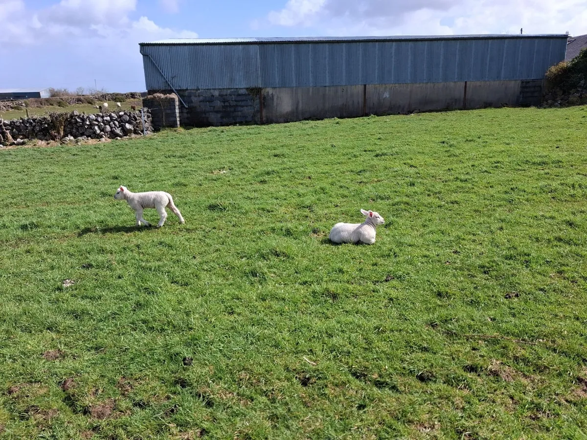 Sheep with lambs - Image 4