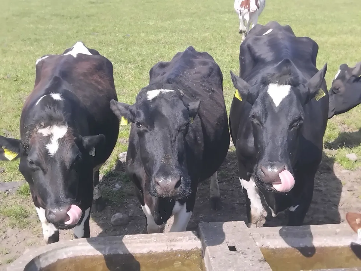 Angus heifer with bull calf + cows inmilk - Image 4