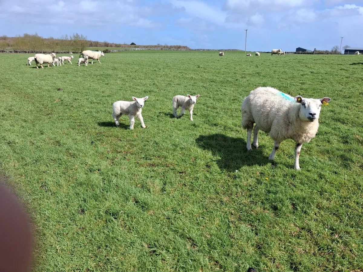 Sheep with lambs - Image 3