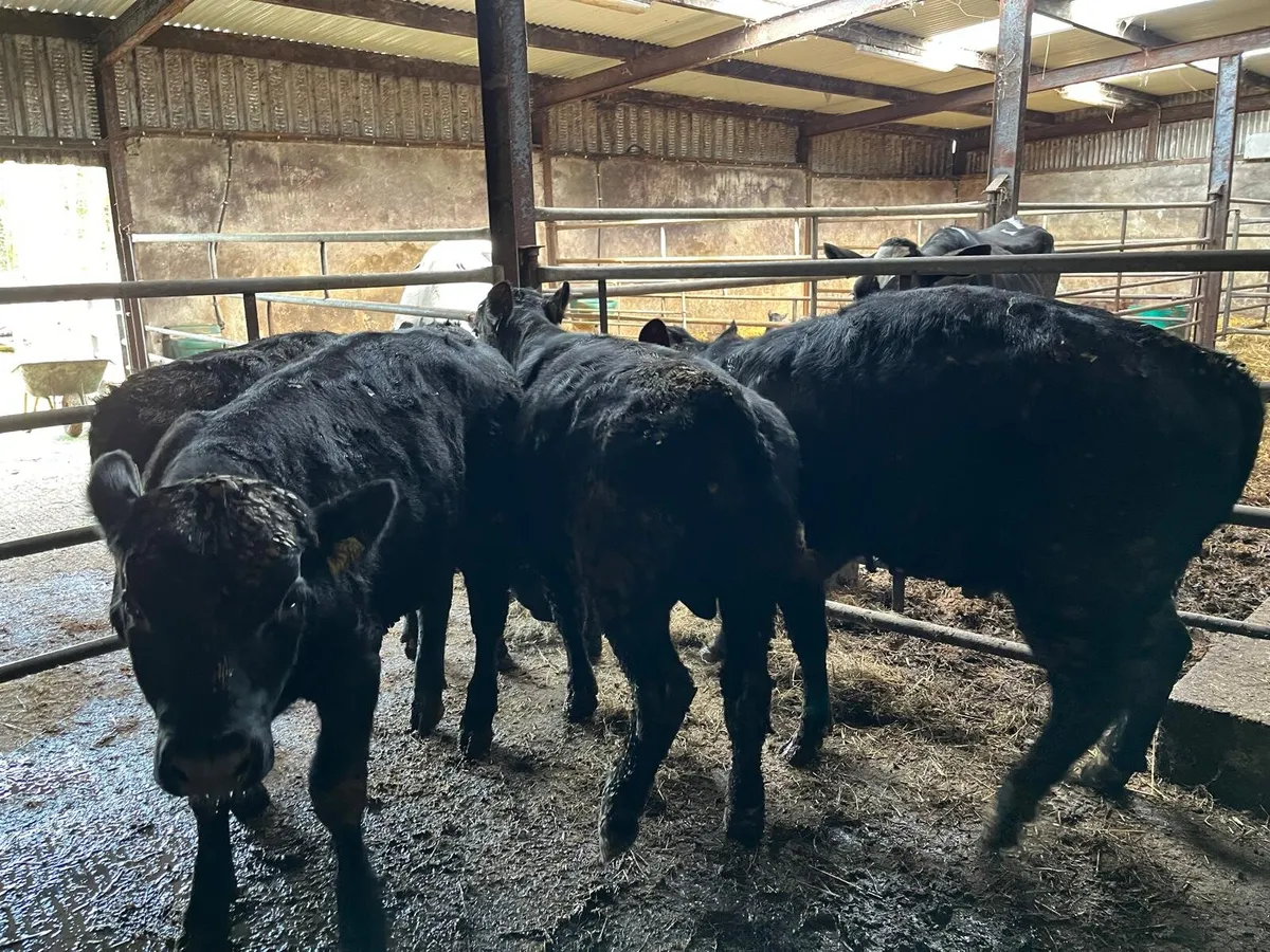 Aa bull weanlings - Image 2