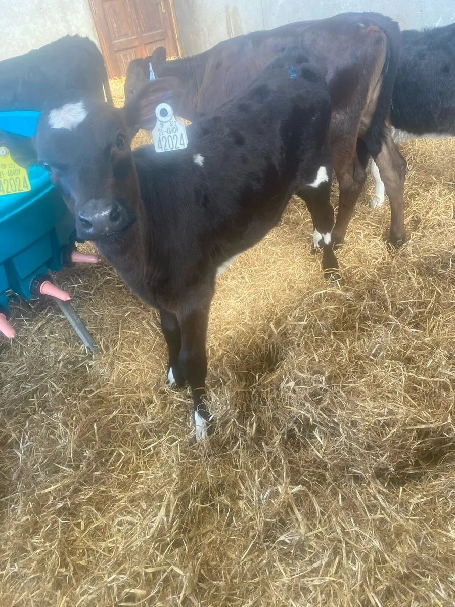 Fr Heifer calves - Image 1