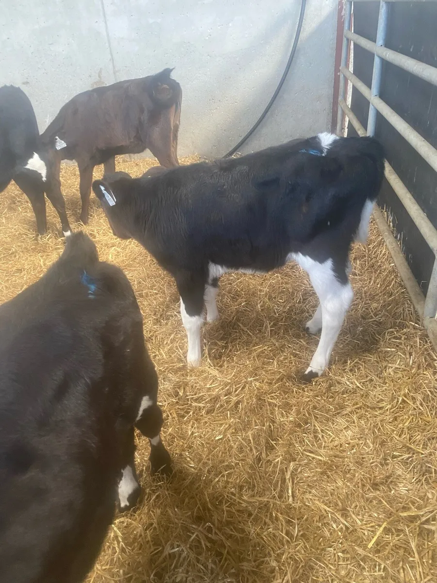 Fr Heifer calves - Image 2