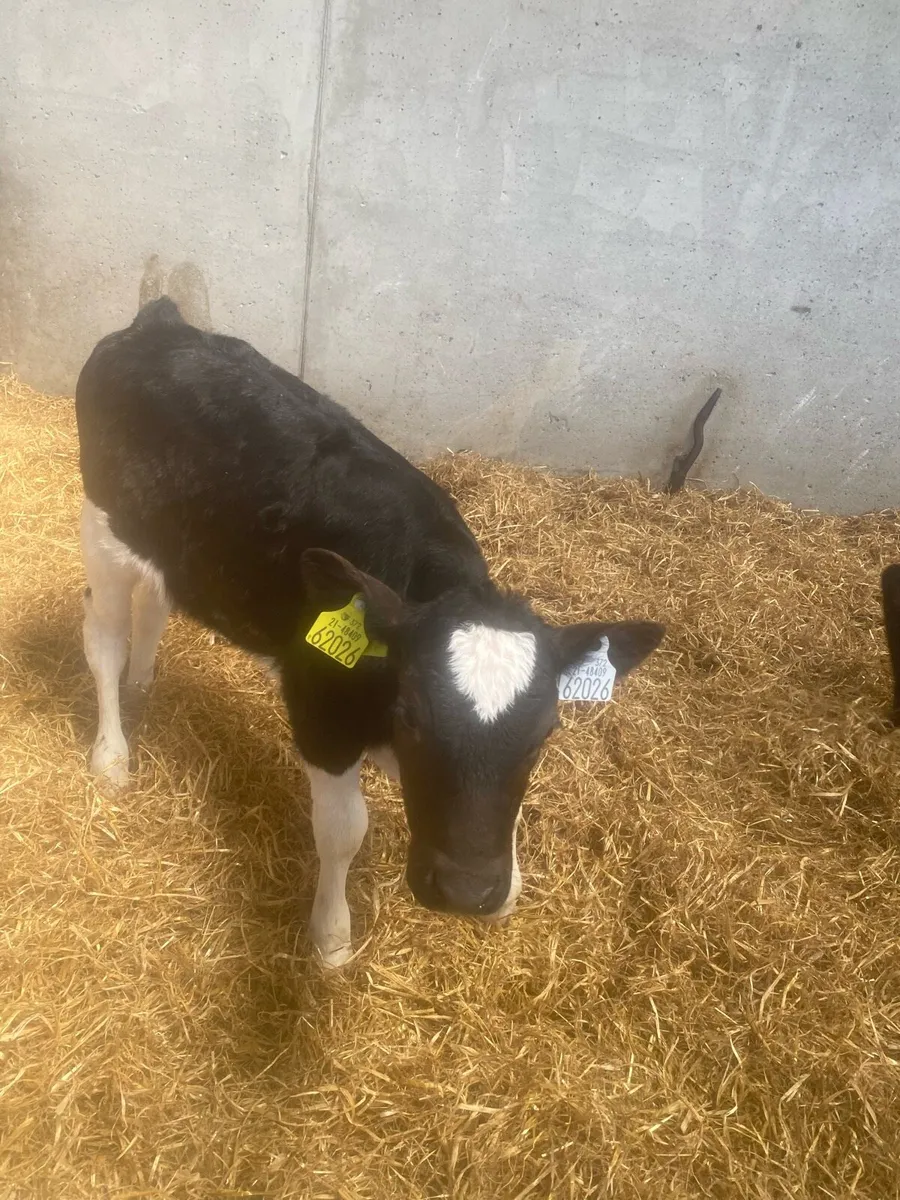 Fr Heifer calves - Image 3