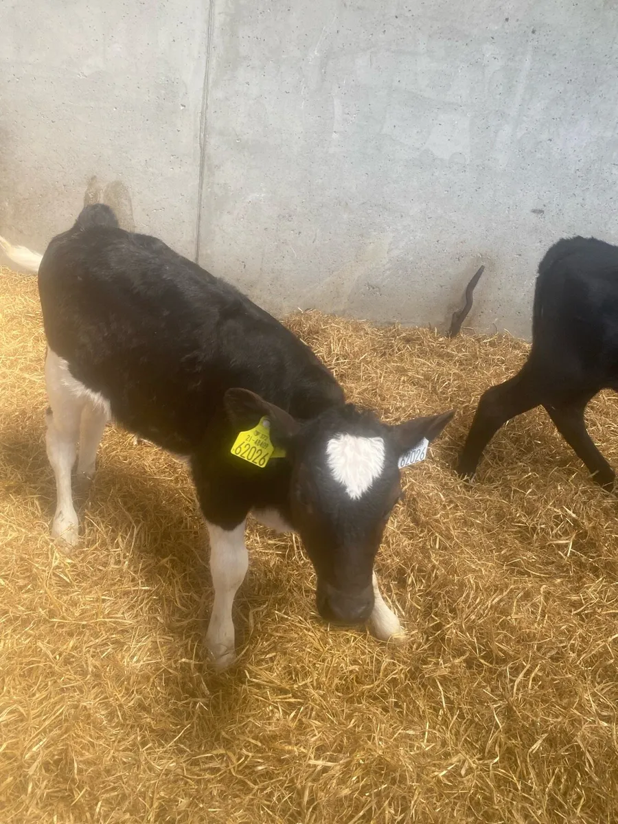 Fr Heifer calves - Image 4