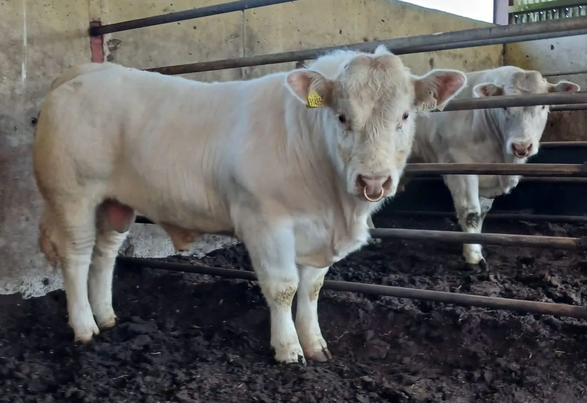 Pedigree Charolais Bull for Sale in Monaghan - Image 2