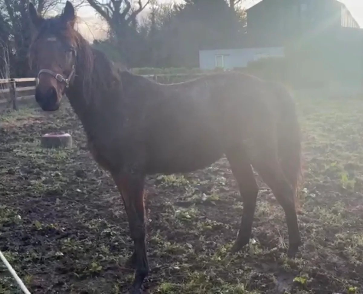 Awtaad 2 year old colt - Image 1