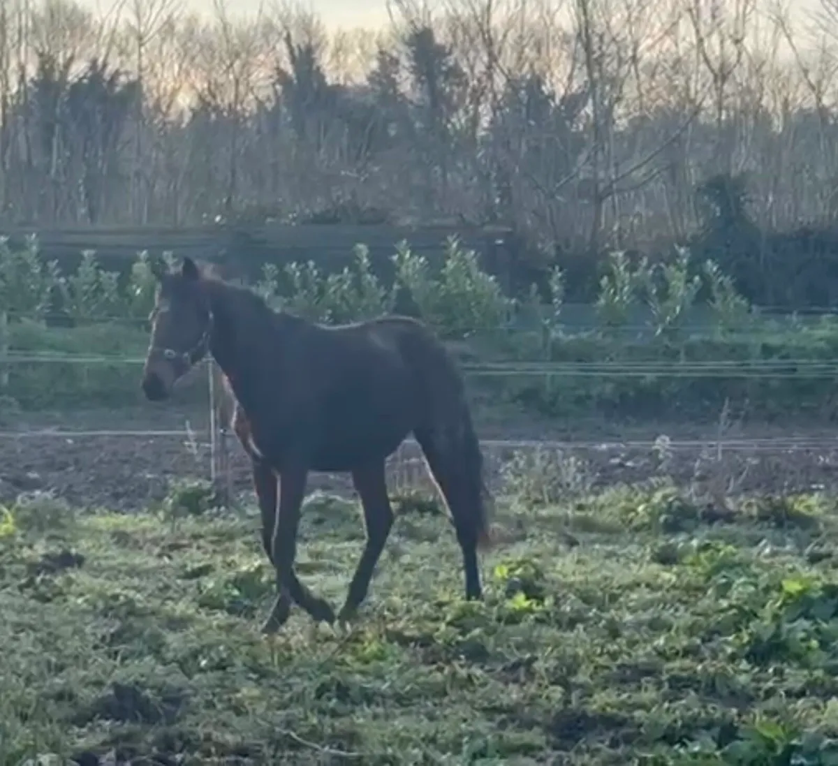 Awtaad 2 year old colt - Image 2