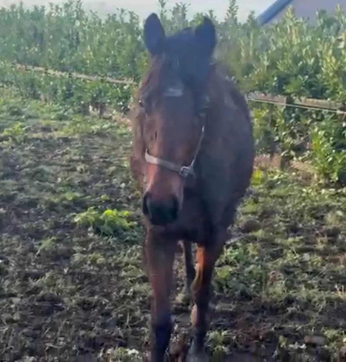 Awtaad 2 year old colt - Image 3