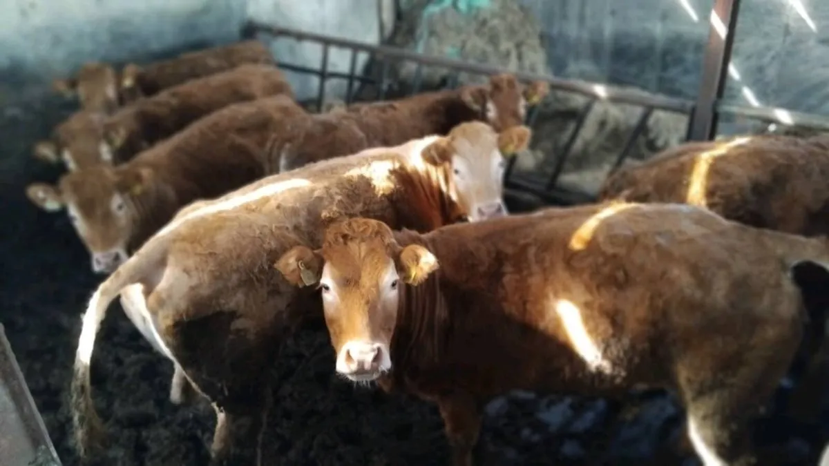 LIMOUSIN BREEDING HEIFERS - Image 1