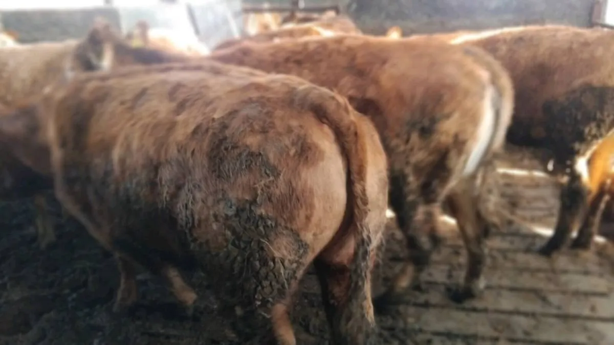 LIMOUSIN BREEDING HEIFERS - Image 2