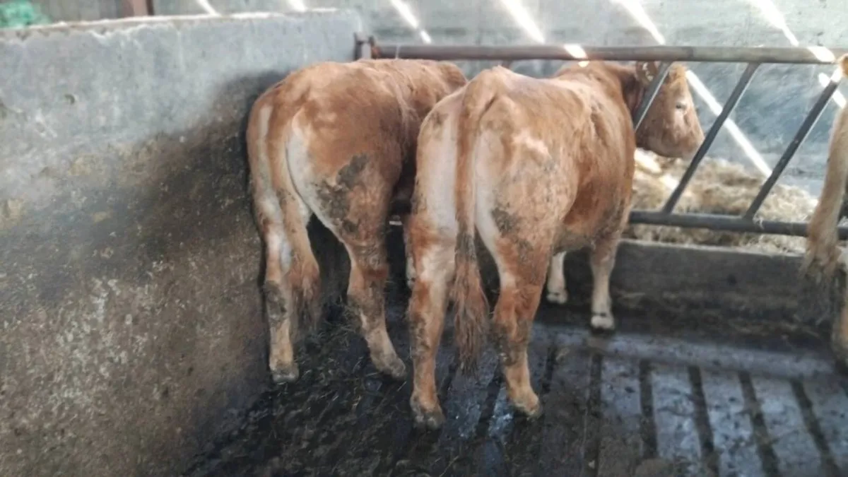 LIMOUSIN BREEDING HEIFERS - Image 4