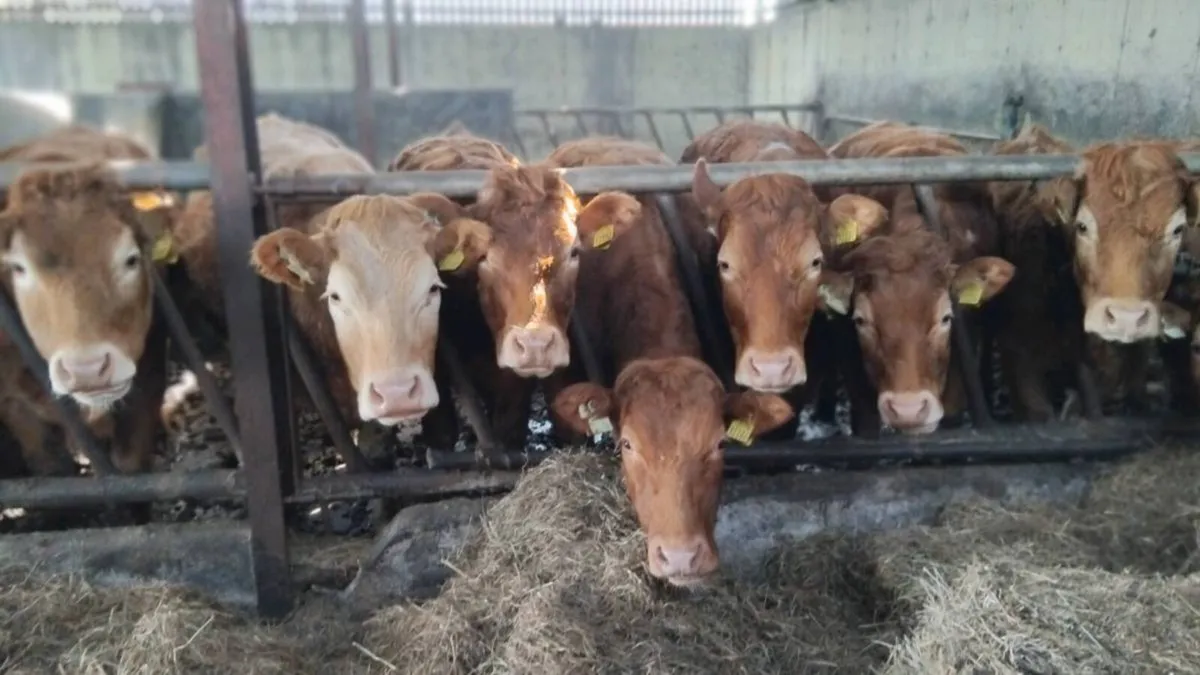LIMOUSIN BREEDING HEIFERS - Image 1