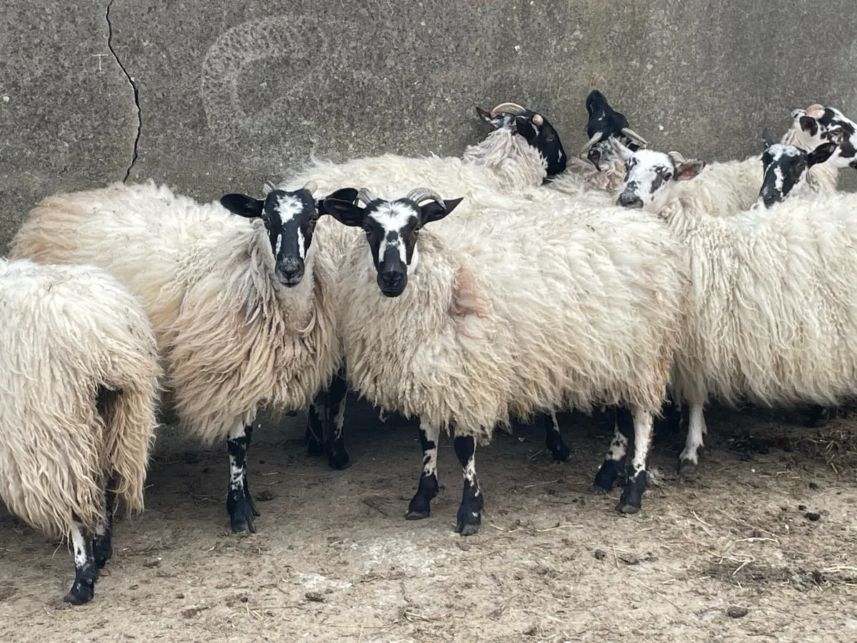 Mule ewe Lambs - Image 1