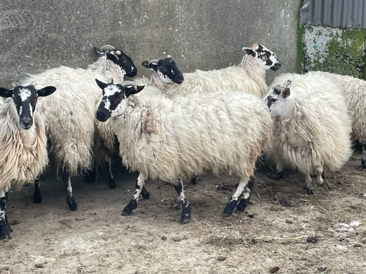 Mule ewe Lambs - Image 2