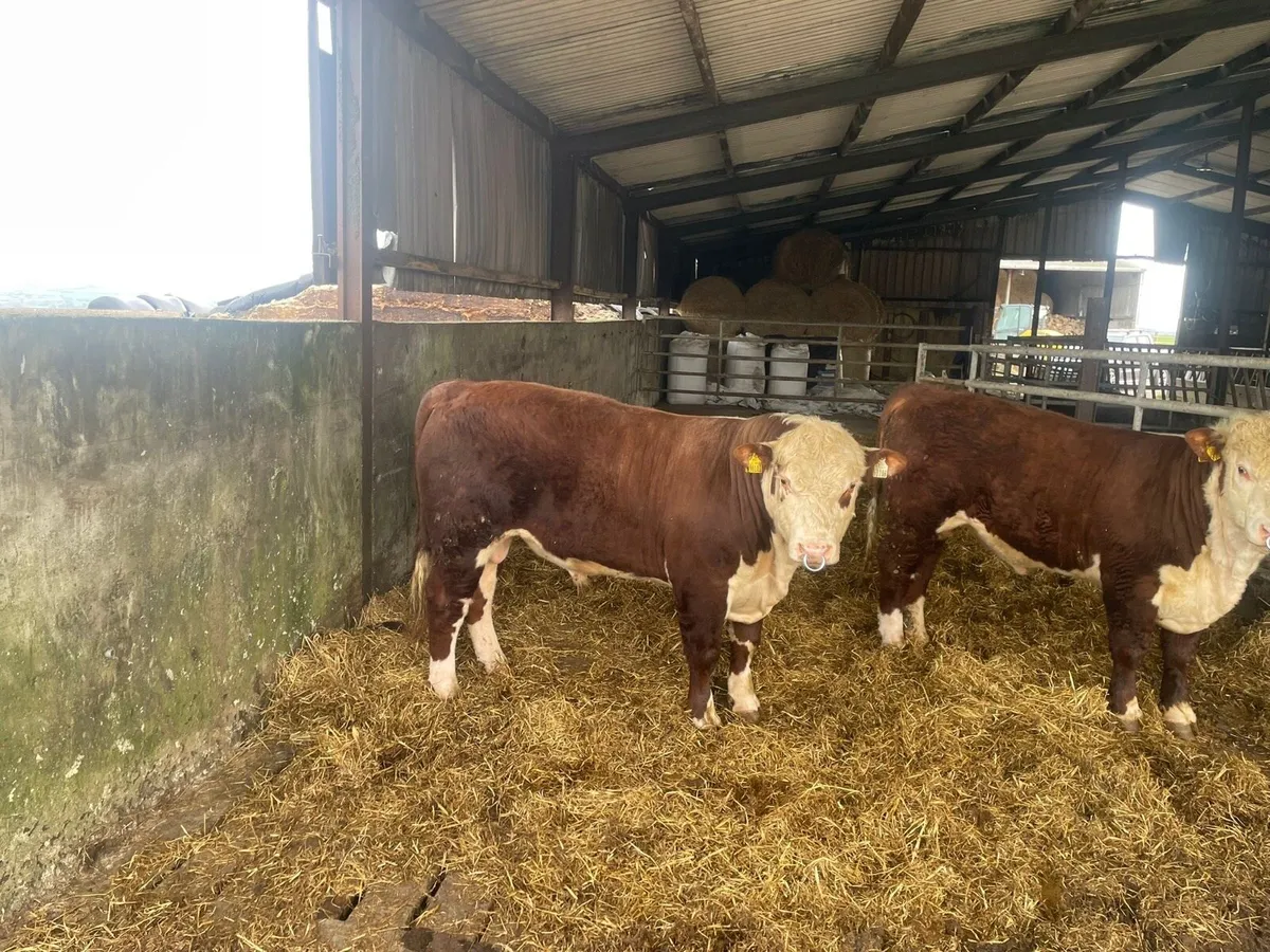 Pedigree Hereford bulls - Image 1