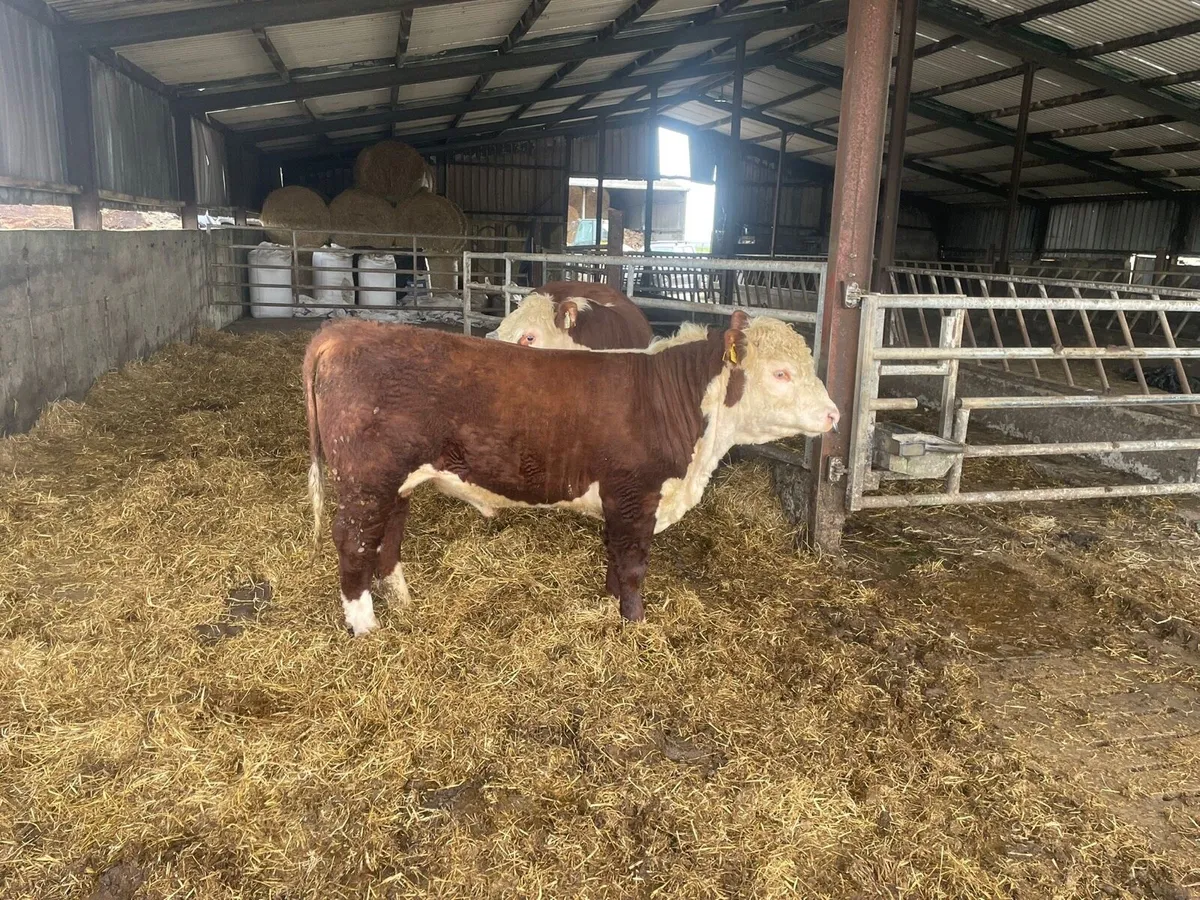Pedigree Hereford bulls - Image 3
