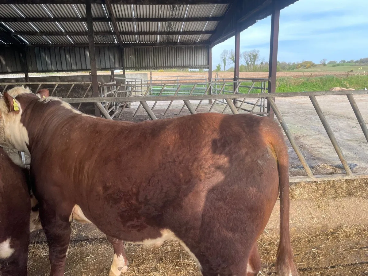 Pedigree Hereford bulls - Image 4