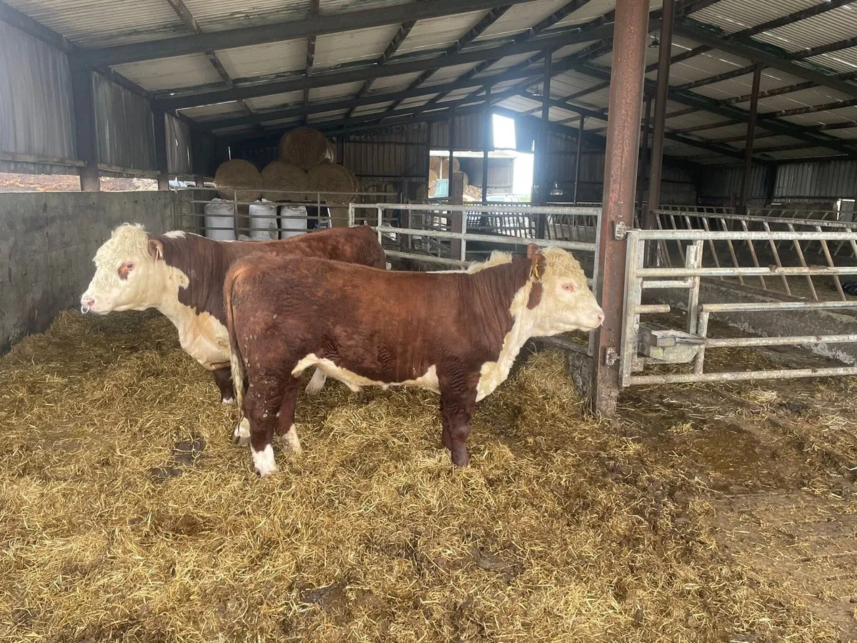 Pedigree Hereford bulls - Image 2